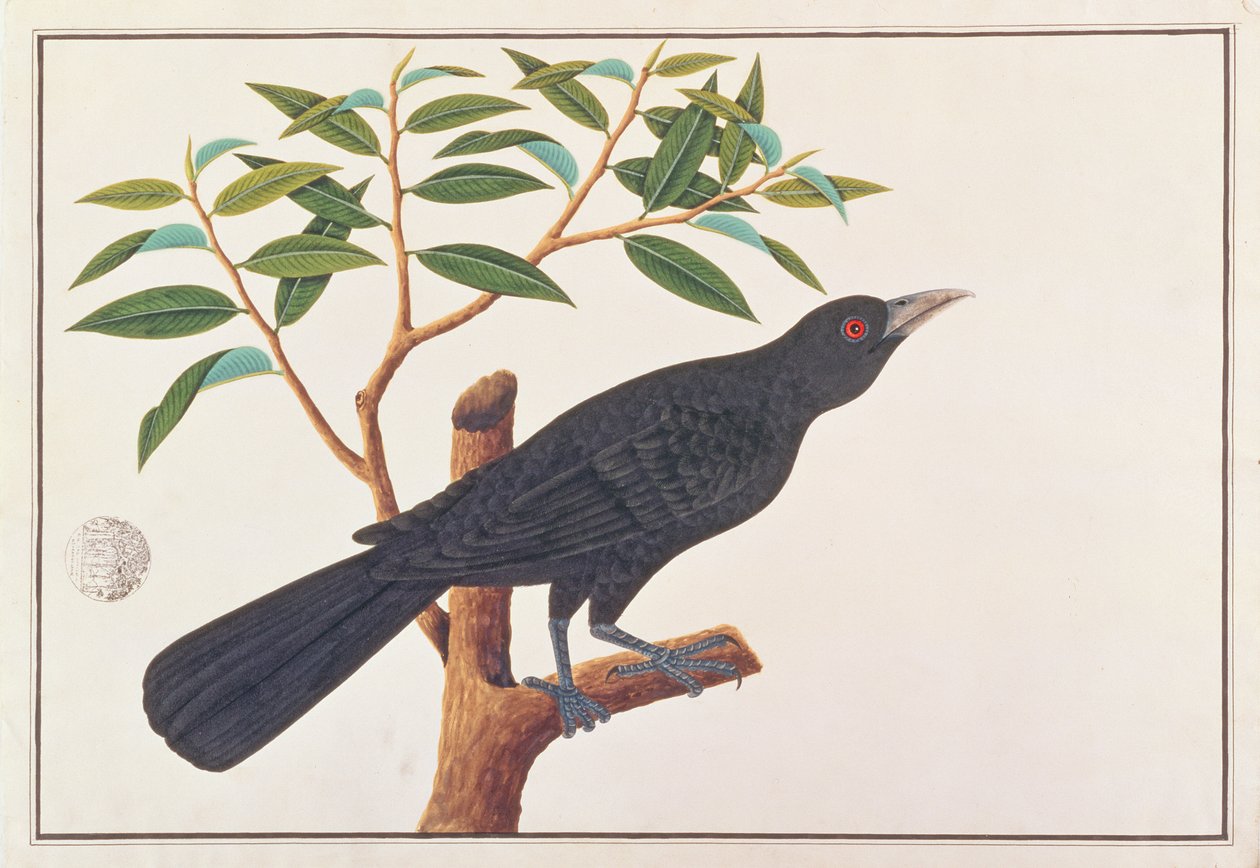 Koel, Malacca
