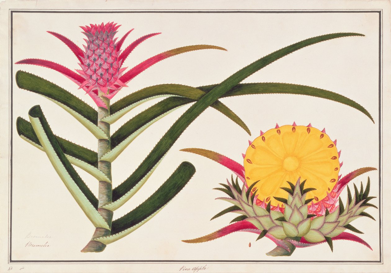 Ananas veya Bromelia, Malacca