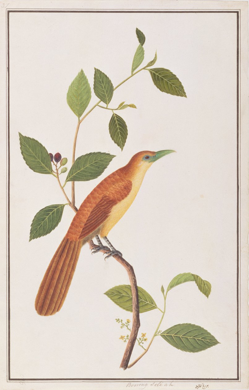 Raffles Malkoha, Malacca