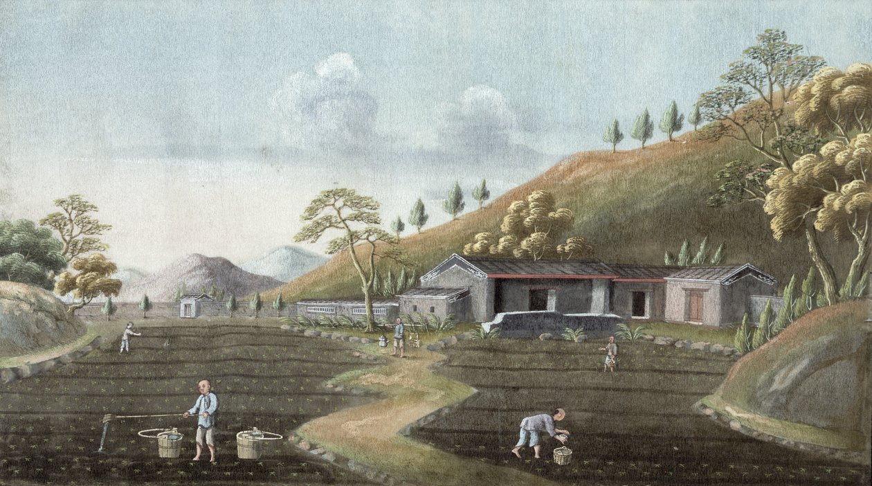 Çay dikimi (kağıt üzerine wc) by Chinese School