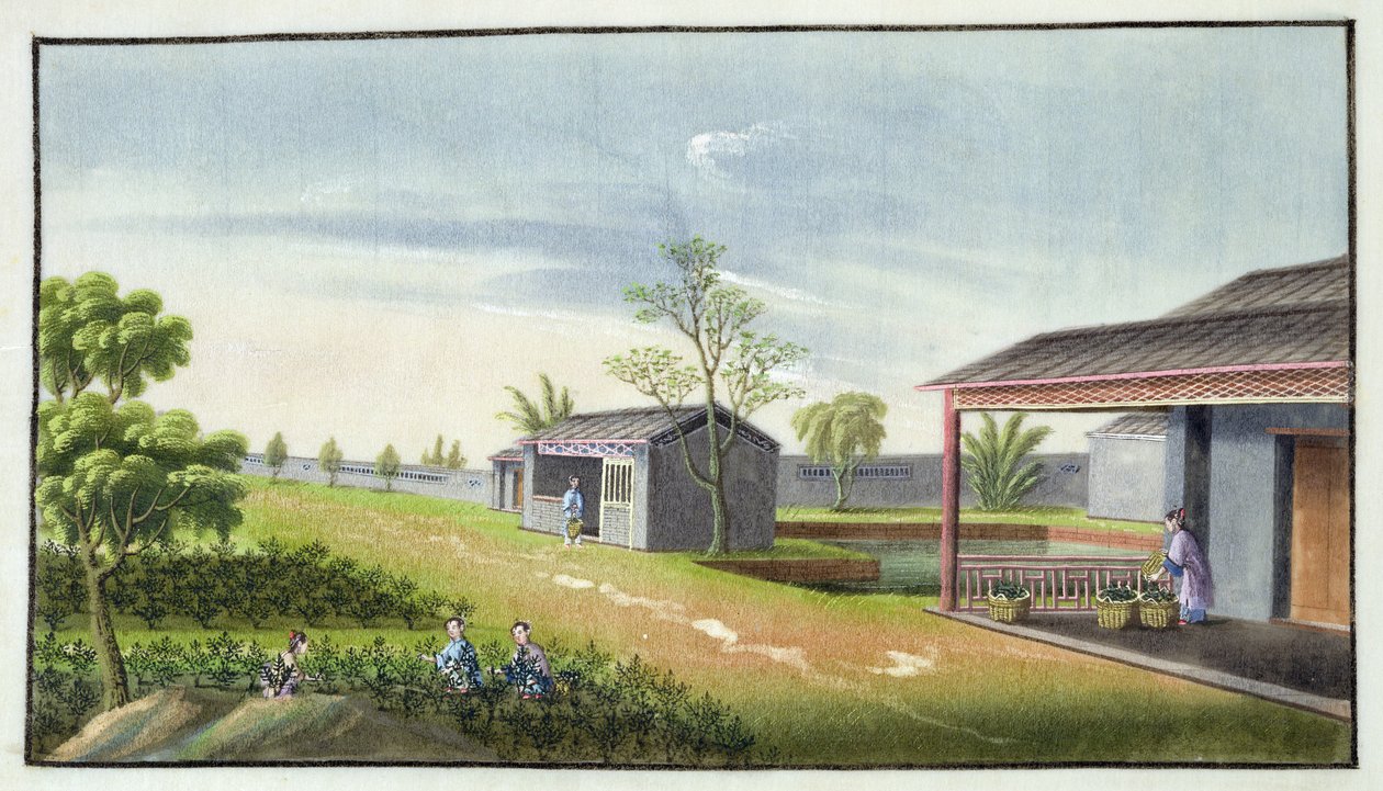 Çay bitkilerinin bakımı (kağıt üzerinde wc) by Chinese School