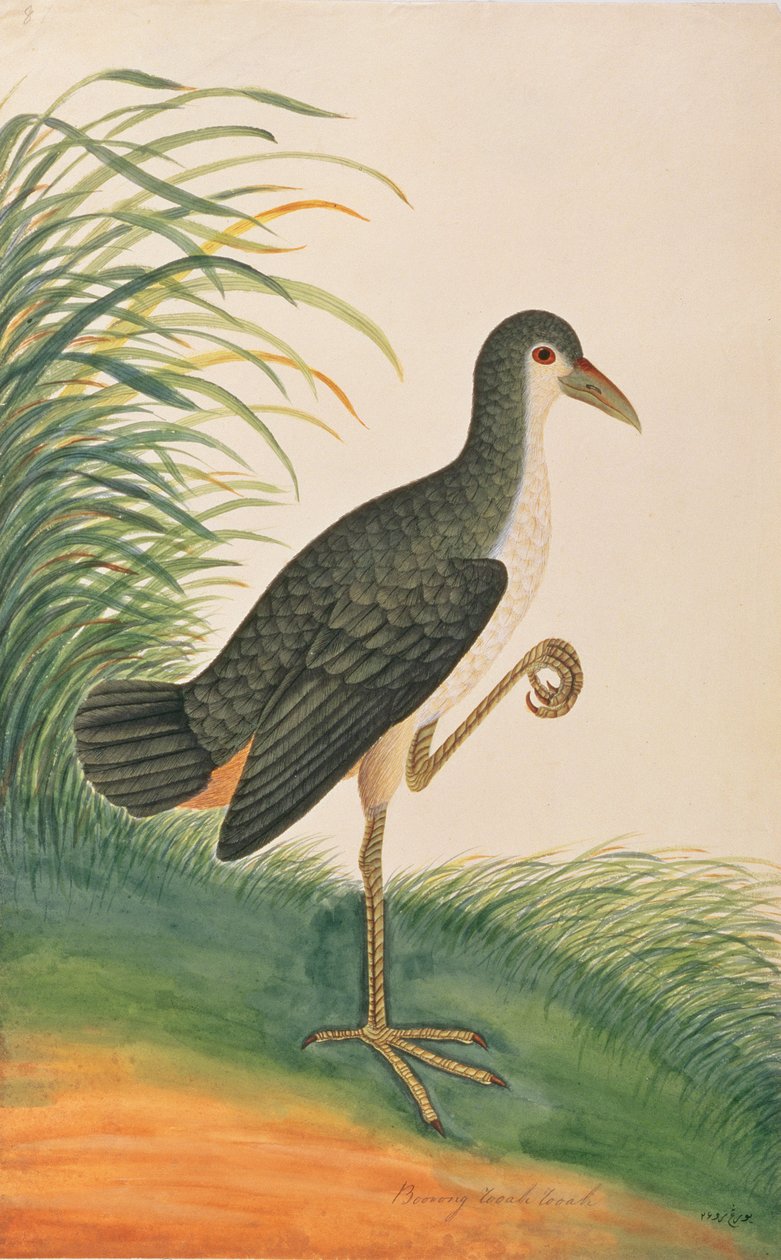 Ak göğüslü Waterhen, Malacca