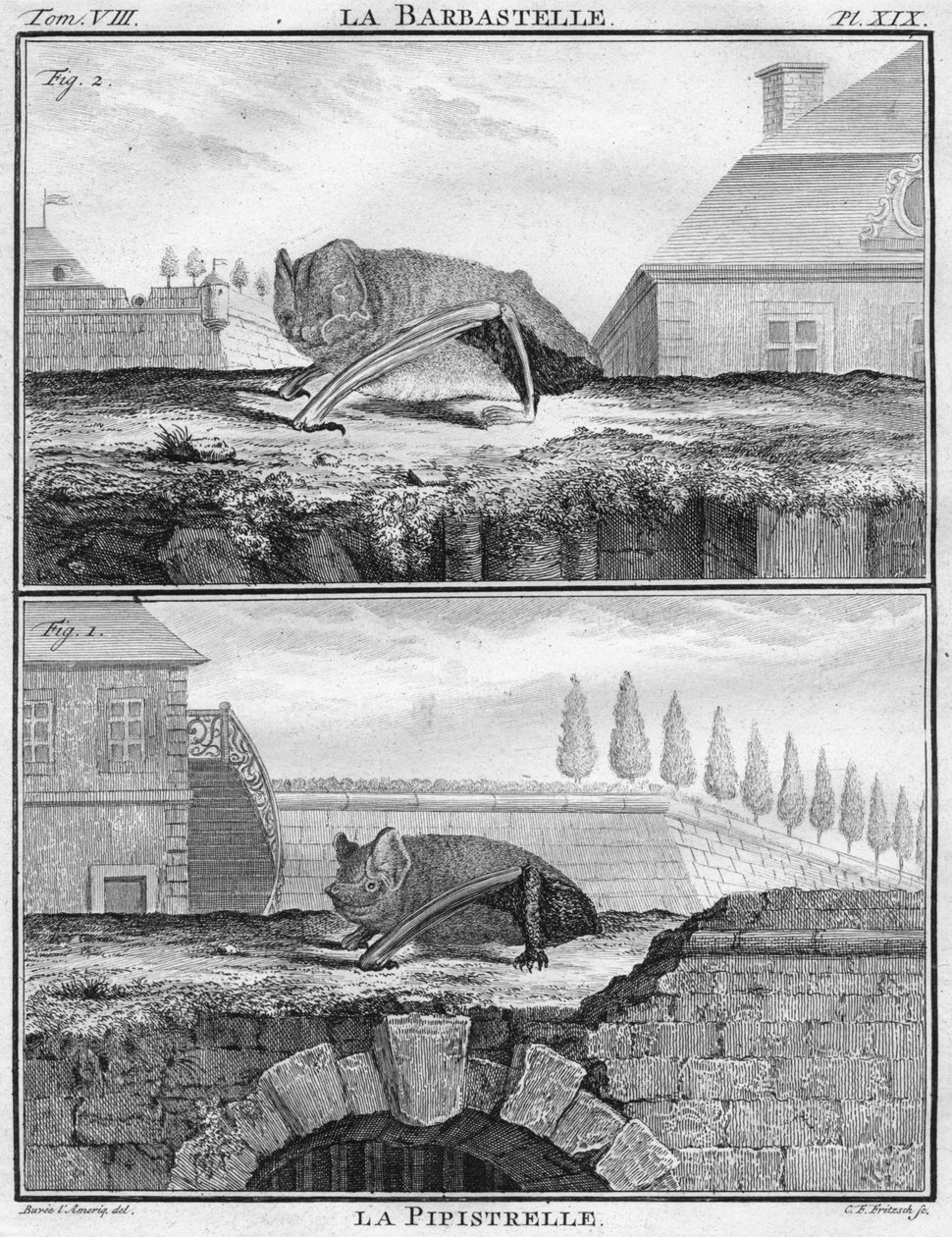 La Barbastelle ve La Pipistrelle, c1763. by Christian Friedrich Fritzsch