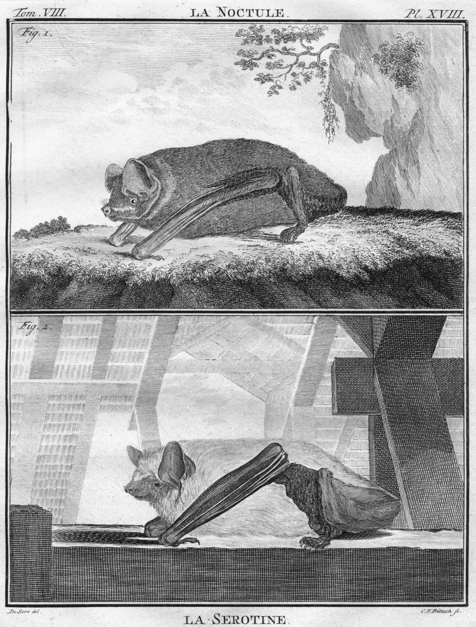 La Noctule ve La Serotine, c1763. by Christian Friedrich Fritzsch
