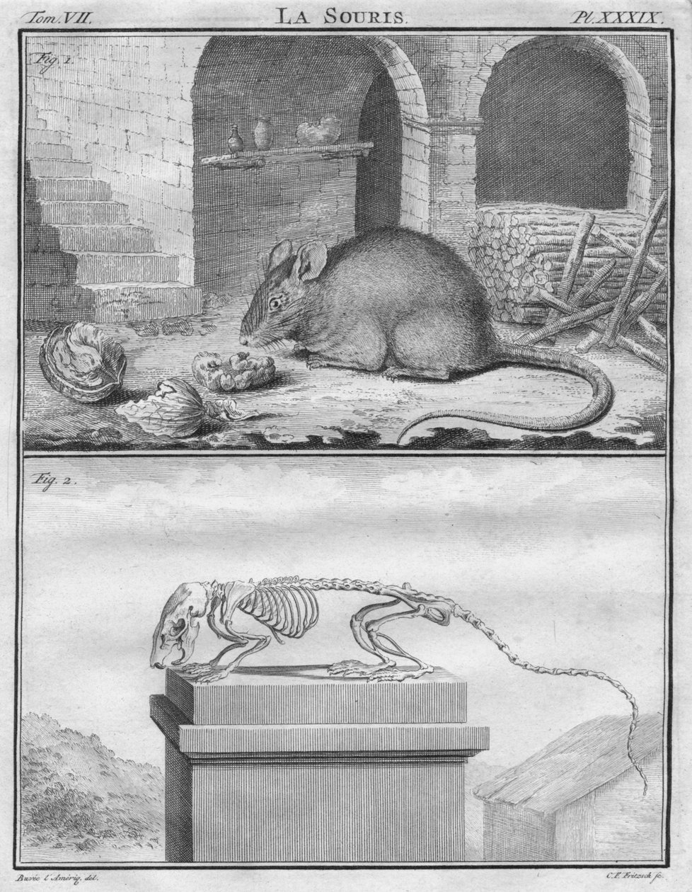 Fare, c1763. by Christian Friedrich Fritzsch