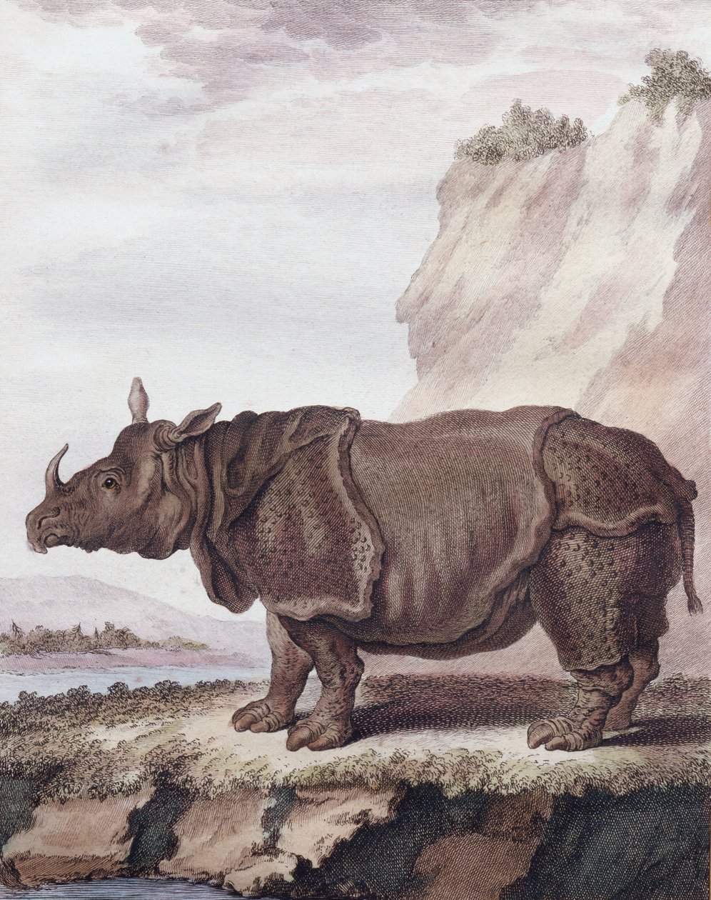 Gergedan (gravür) by Christian Friedrich Fritzsch