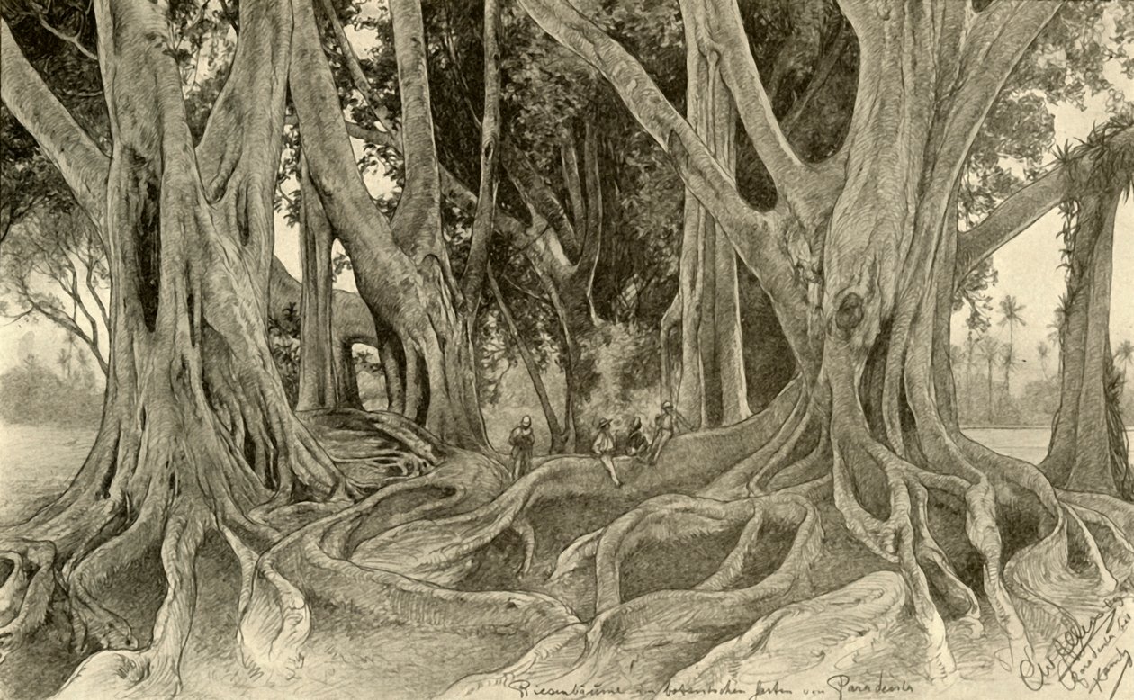 Botanik bahçelerindeki dev ağaçlar, Peradeniya, Kandy, Seylan, 1898. by Christian Wilhelm Allers