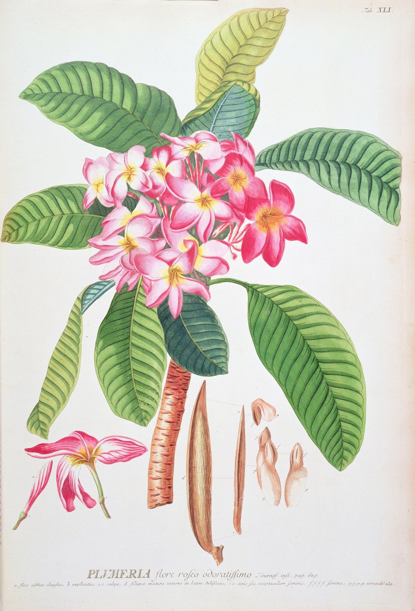 by Christoph Jacob & Ehert Georg Dionysius (1708/9 70) Trew