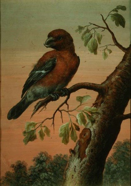 Daldaki Papağan, (guaj),(ayrıca bkz. 60076) by Christoph Ludwig Agricola