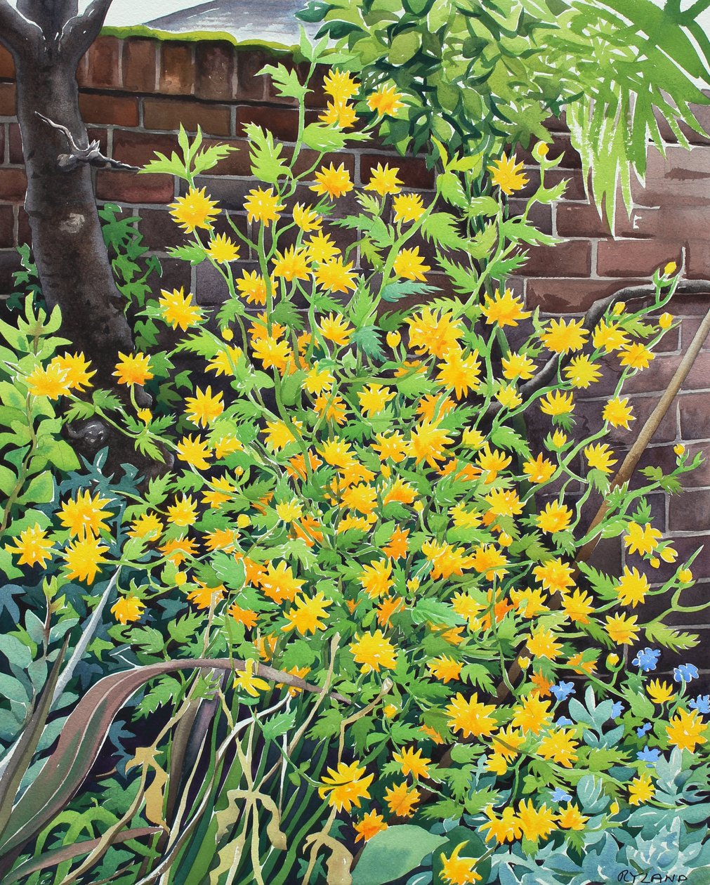 Kerria japonica by Christopher Ryland