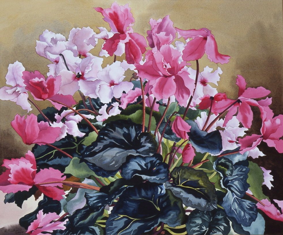 Siklamen, 2004 (kağıt üzerine sulu boya) by Christopher Ryland