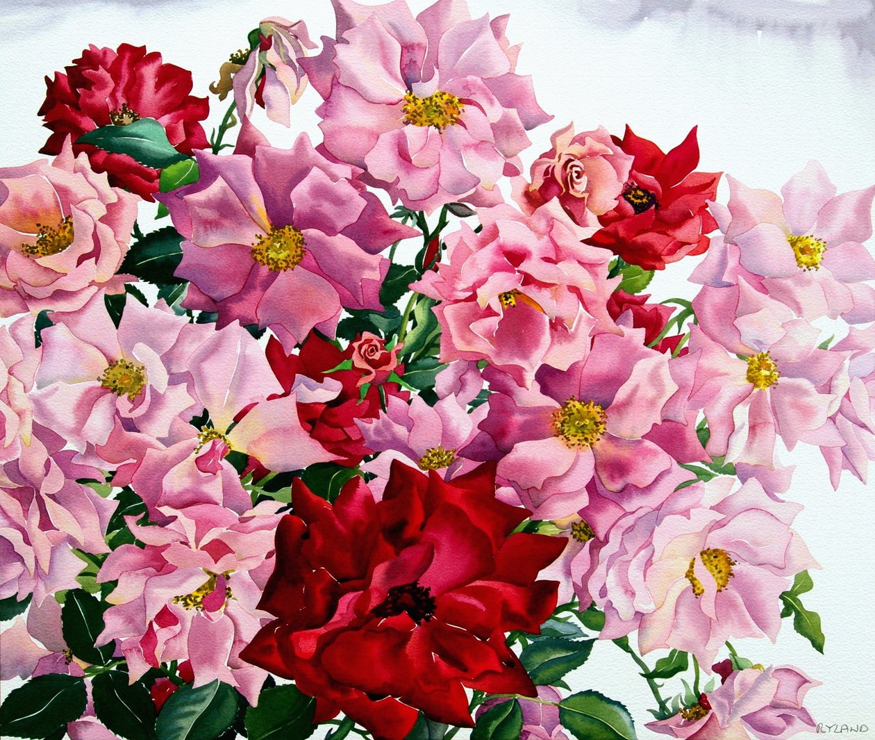 Kırmızı ve Pembe Güller, 2008 (kağıt üzerinde wc) by Christopher Ryland