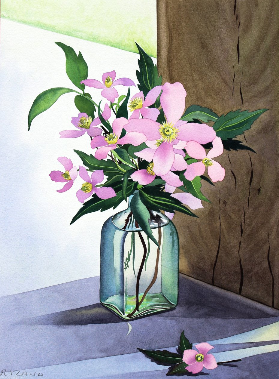 Natürmort Pembe Clematis (kağıt üzerine sulu boya) by Christopher Ryland