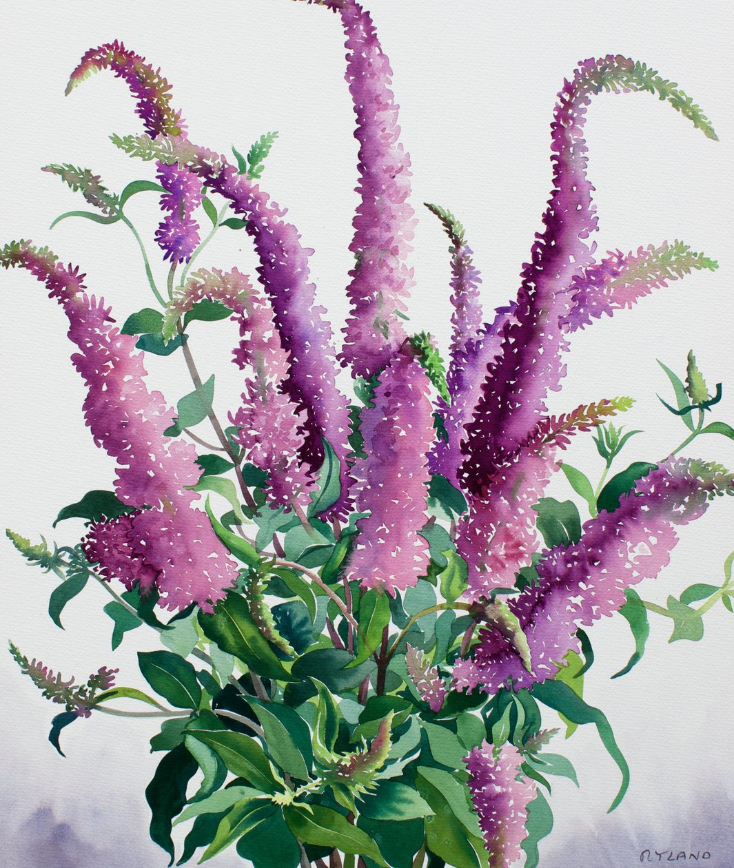 Yabani Buddleia by Christopher Ryland