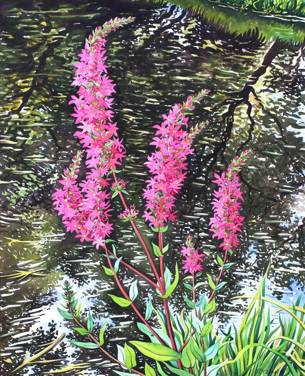 Wild Loosestrife (kağıt üzerine sulu boya) by Christopher Ryland