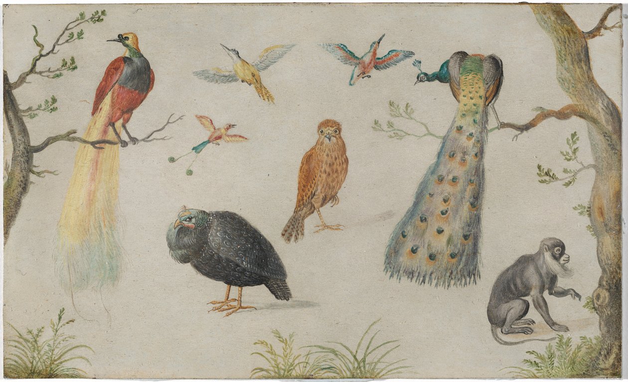Kuşlar ve Maymun Çalışması by Circle of Jan van Kessel the Elder