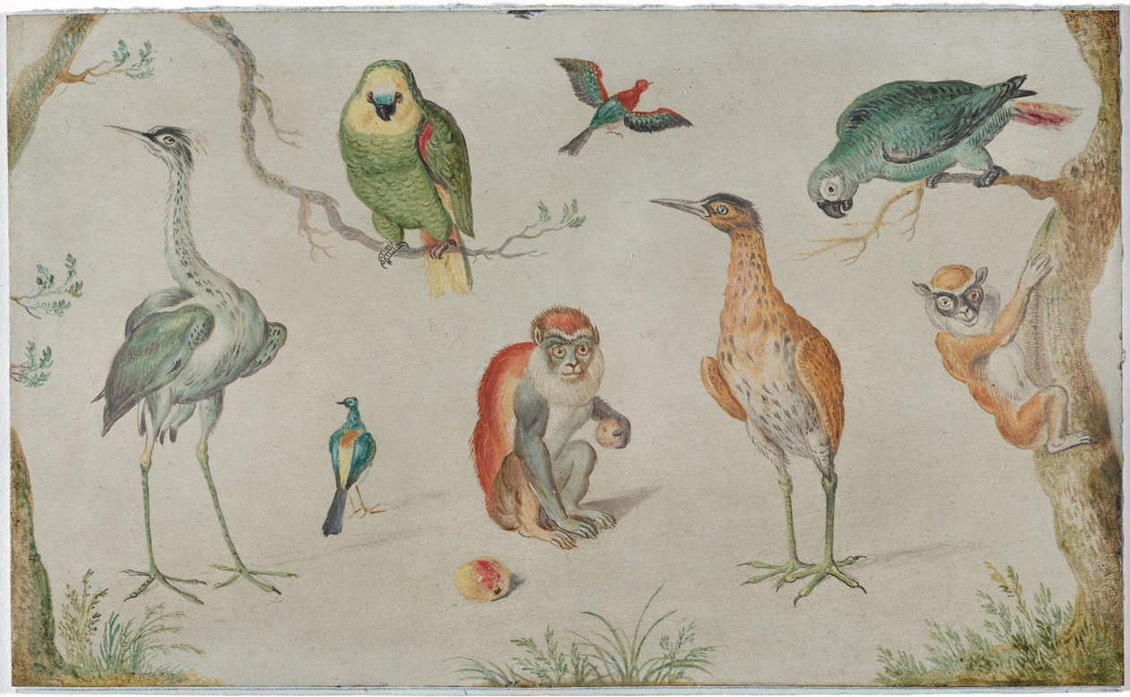 Kuşlar ve Maymunlar Çalışması by Circle of Jan van Kessel the Elder