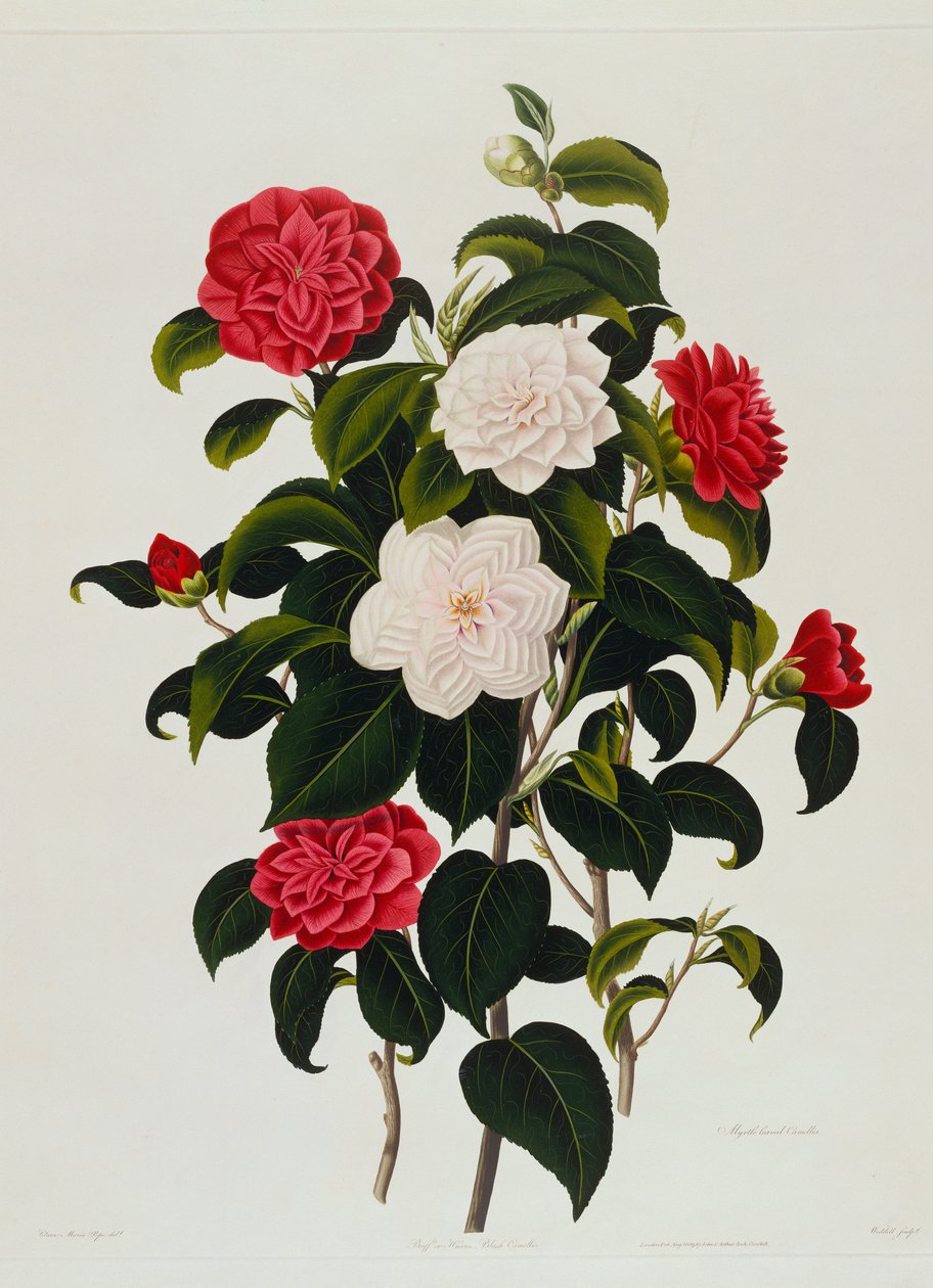Buff veya Hume