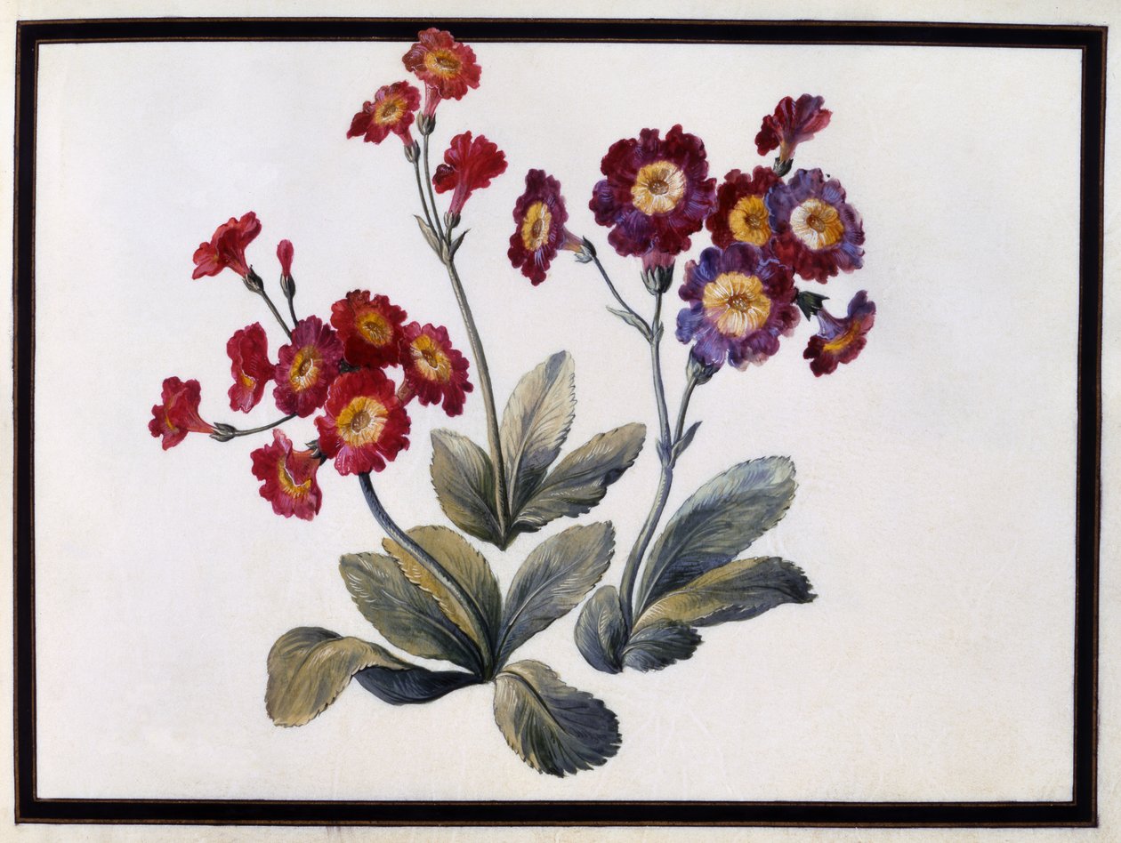 Kulak kepçesi, c.1690 by Claude Aubriet