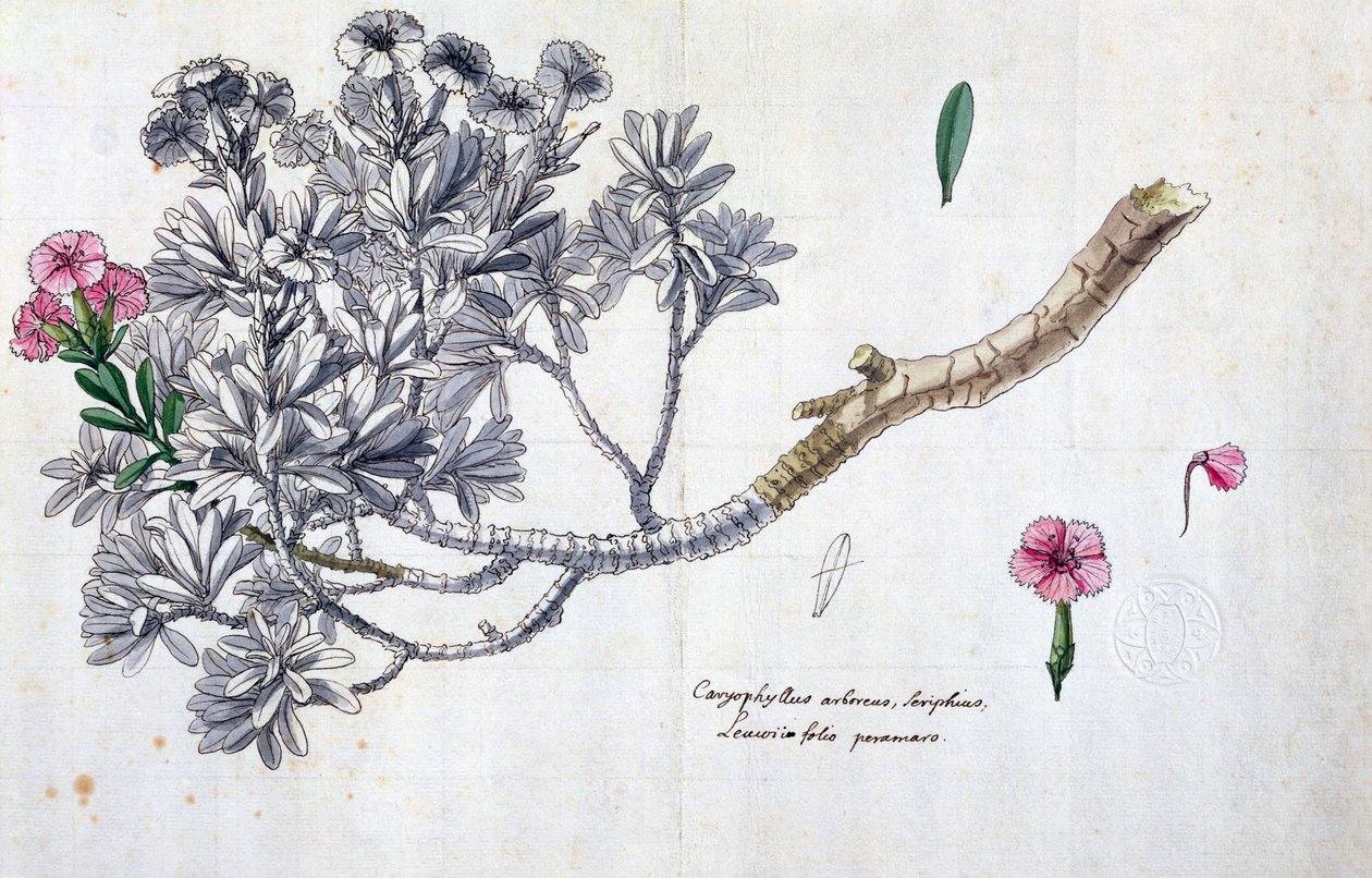 Caryophyllus Arboreus ve Seriphius, Joseph Pitton de Tournefort