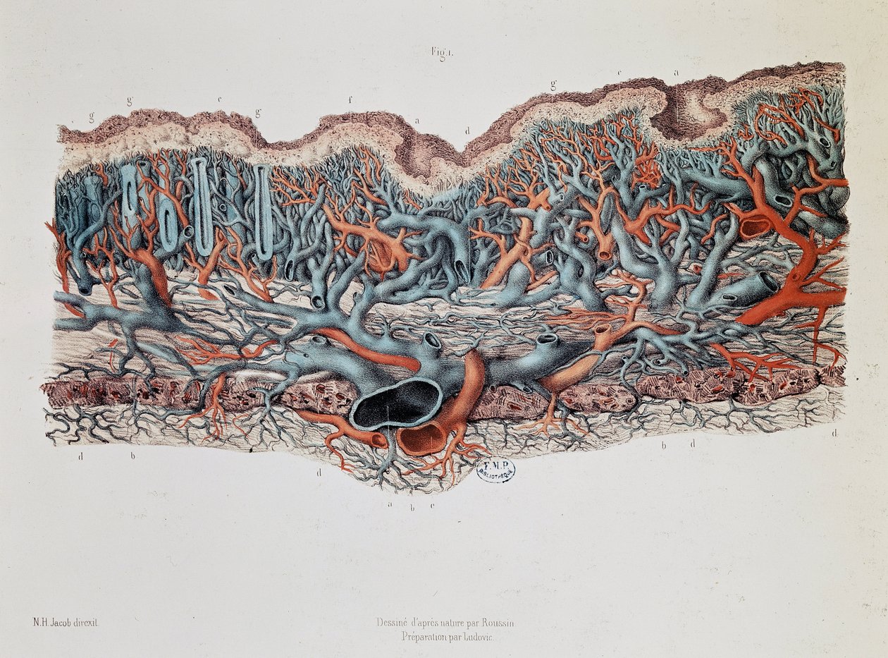 Bağırsak mukozasının makroskopik anatomisi, Claude Bernard, Bibl. tıp fakültesinin by Claude Bernard