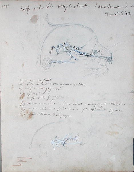 Bir kedinin kafasındaki sinir sistemi, Mayıs 1842 (kağıt üzerine kurşun kalem) by Claude Bernard