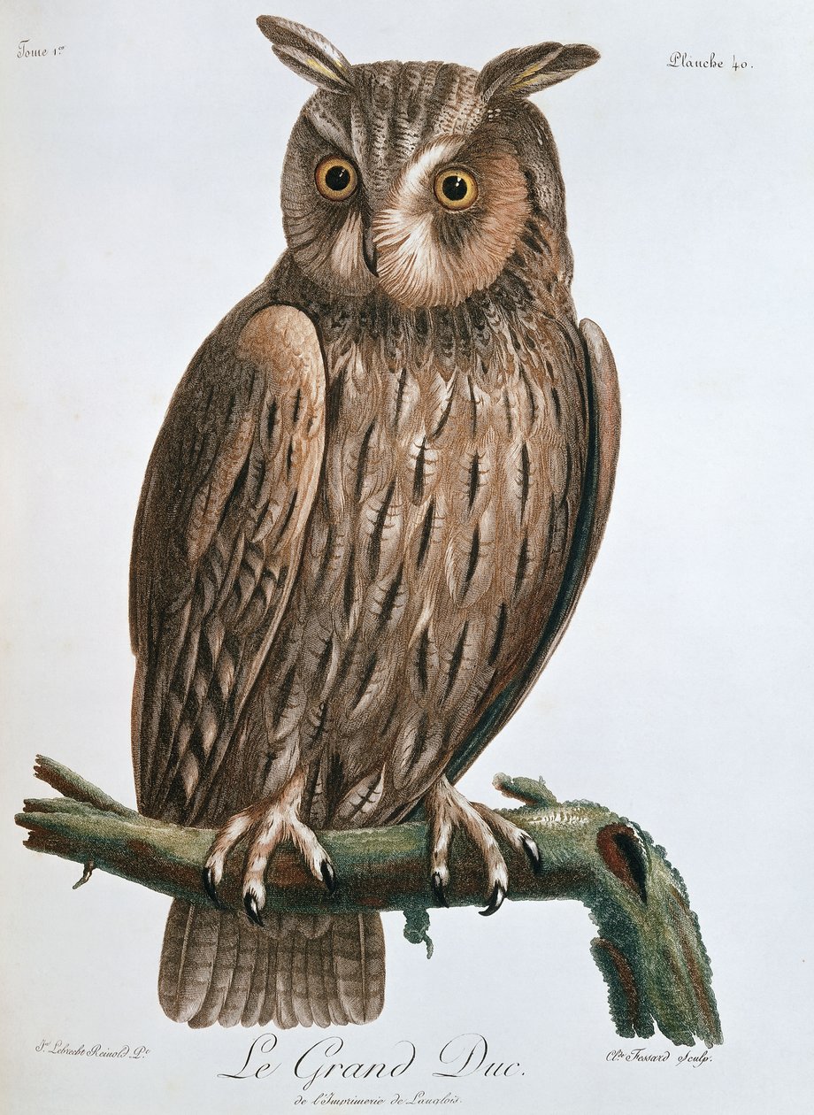 Le Grand Duc", Kartal-Baykuş, 1799-1808 by Claude Fessard