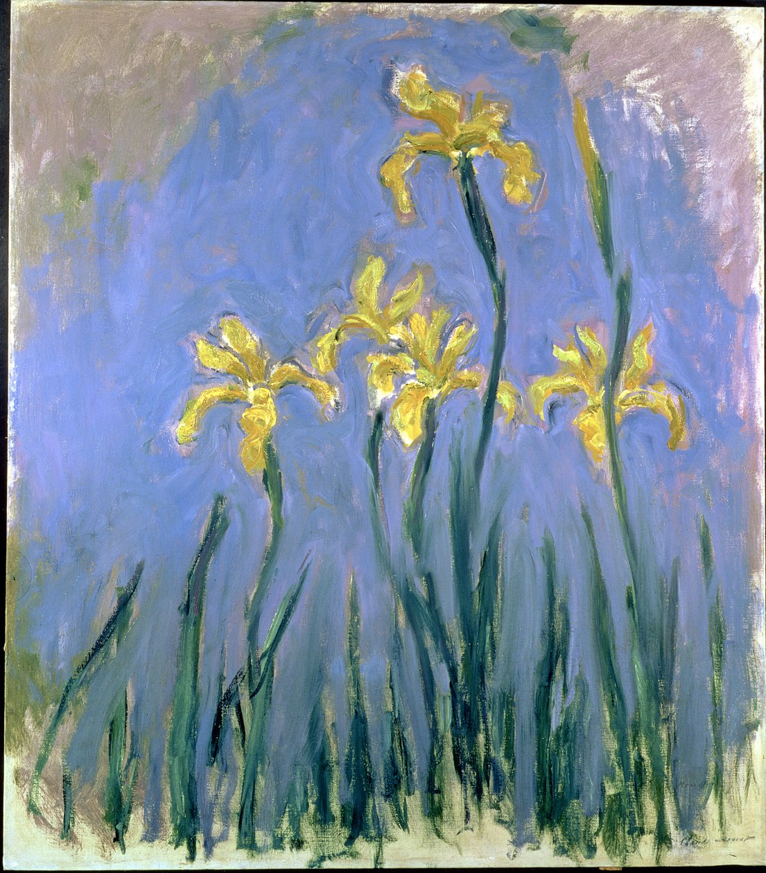 Sarı Süsenler; Les Iris Jaunes, c.1918-1925 (tuval üzerine yağlı boya) by Claude Monet
