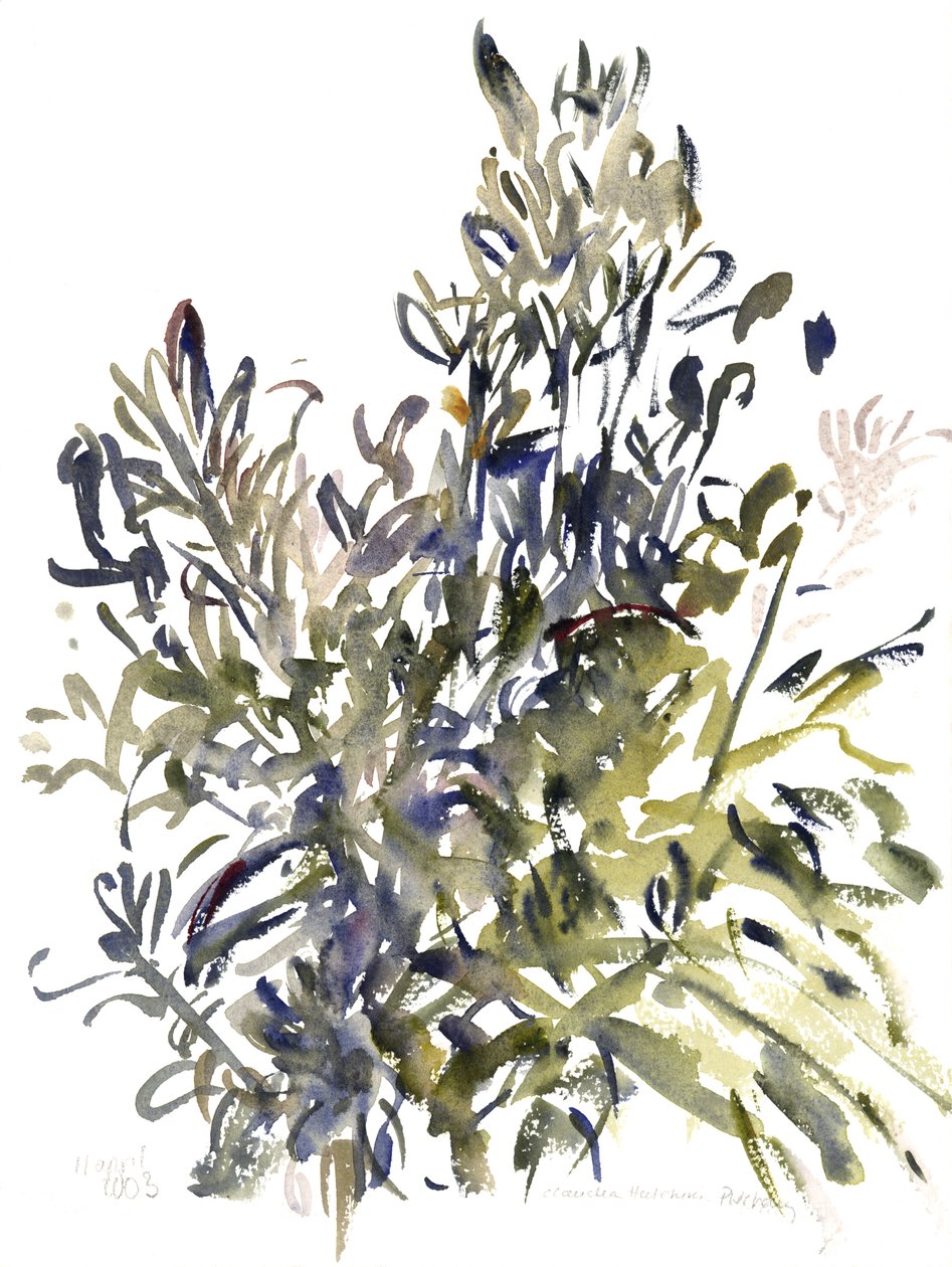 Senecio ve diğer bitkiler, 2003 (sulu boya) by Claudia Hutchins Puechavy