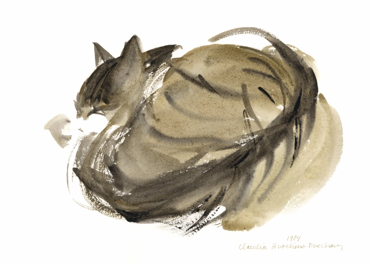Uyuyan kedi, 1985 (sulu boya) by Claudia Hutchins Puechavy