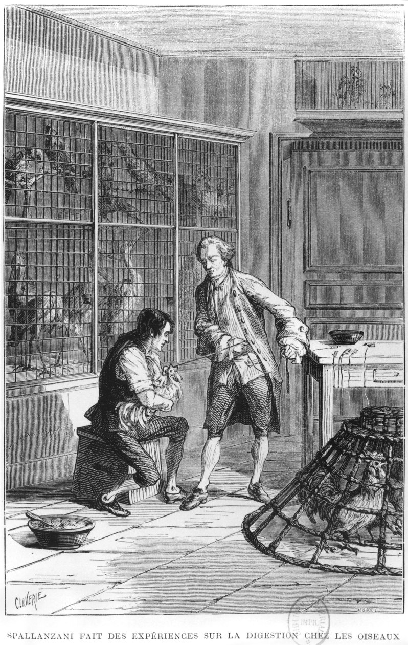 Abbot Lazzaro Spallanzani (1729-99), kuşlarda sindirim fizyolojisini araştırıyor, Louis Figuier (1819-94) tarafından 'La vie et les moeurs des Animaux'dan bir çizim, Paris, 1868 (bw ph by Claverie