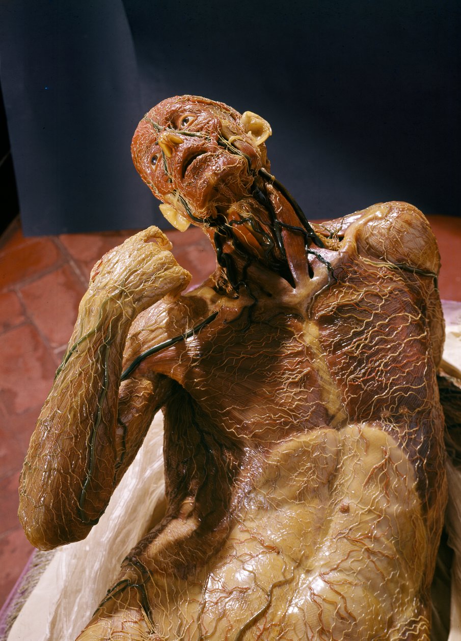 Model of a skinless man (wax) by Clemente Susini