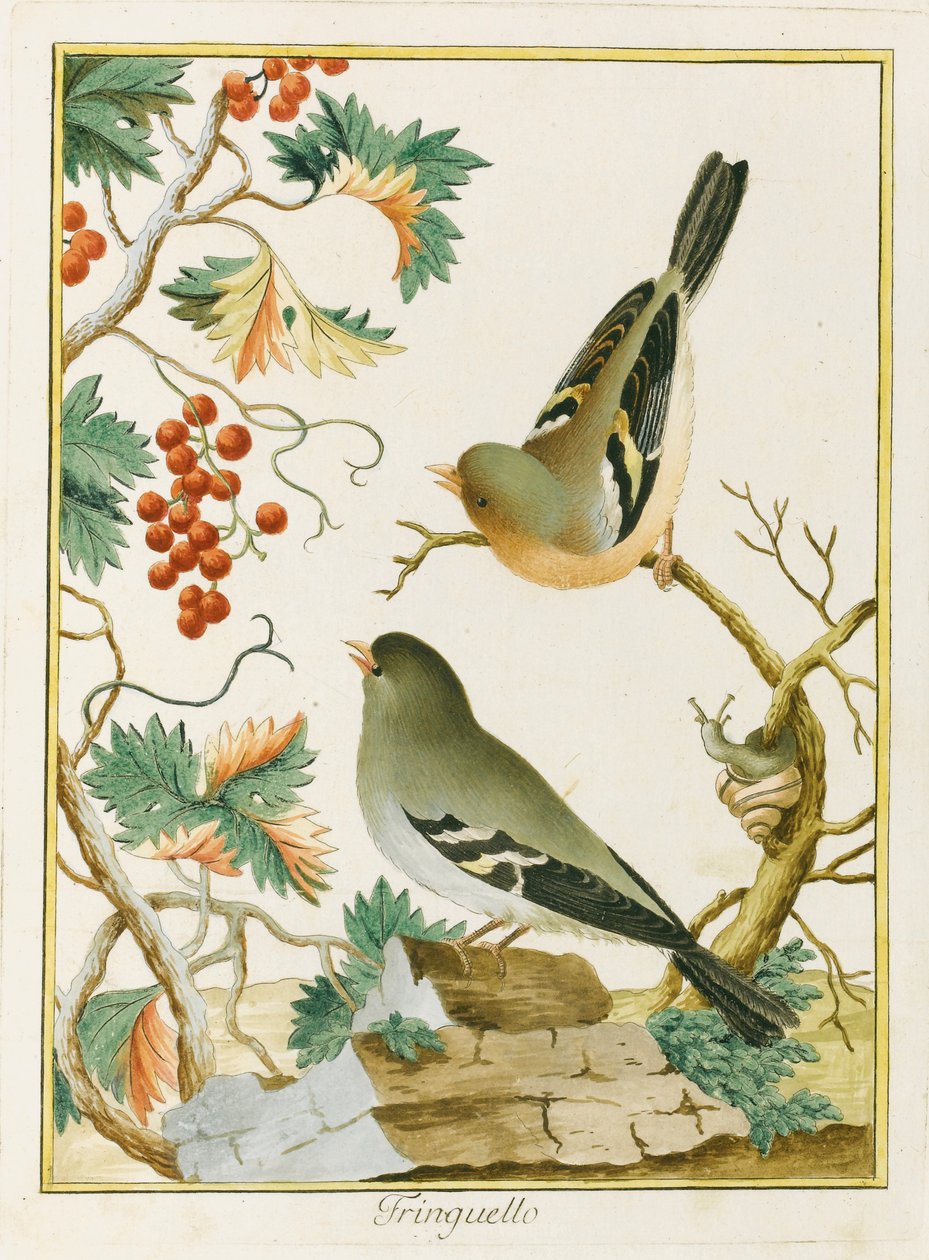 Finch Finch. Güney Avrupa Ornitolojisinden, 1772. by Clemente Bernini