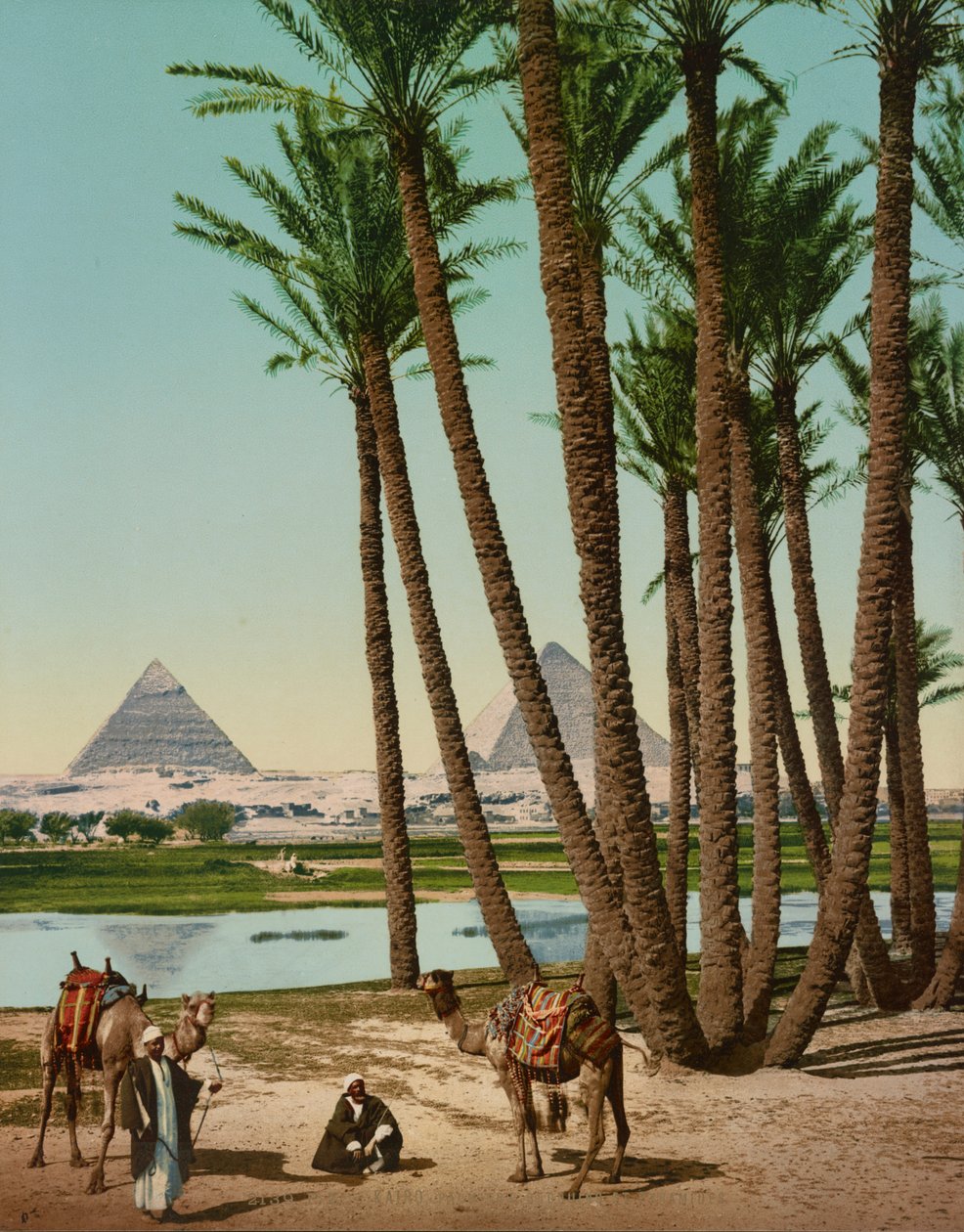 Palmiye Ağaçları, Bedeviler ve Piramitler, Kahire, Mısır by Company Photoglob