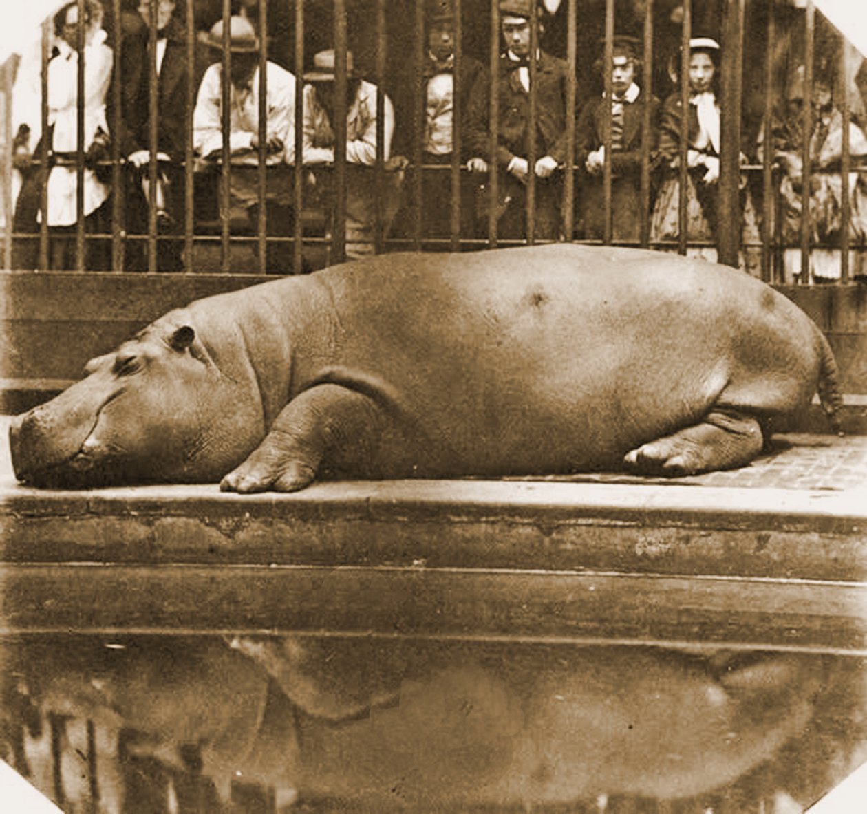 Obaysch the Hippopotamus, Londra Hayvanat Bahçesi, 1852 (sepya fotoğrafı) by Comte de Montizón Juan