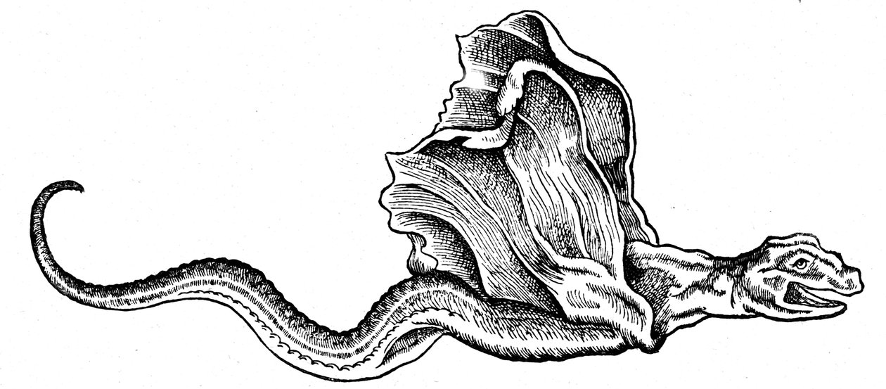 Bir fesleğen by Conrad (after) Gesner