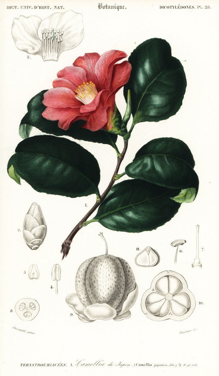 Japon kamelyası, Camellia japonica. ,1849 (gravür) by Conrad Johann Theodor Susemihl