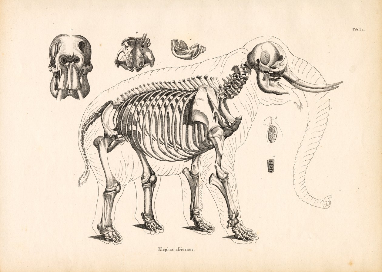 Afrika Filinin İskelet Anatomisi by Conrad Kull