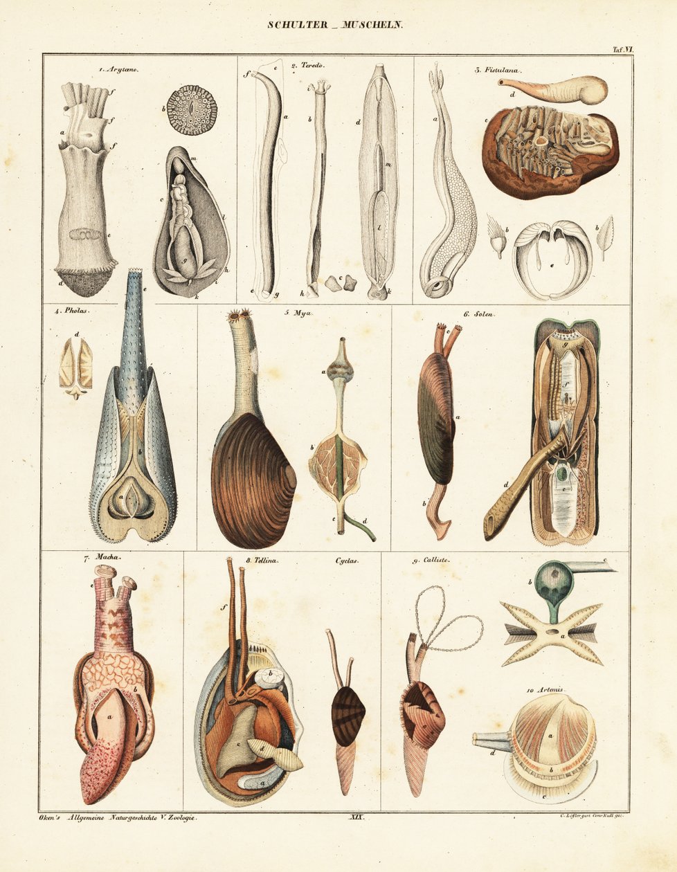 Çift kabuklu yumuşakçaların anatomisi. ,1841 (litografi) by Conrad Kull