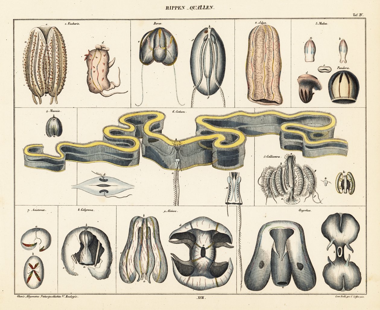 Denizanası türlerinin anatomisi. ,1841 (litografi) by Conrad Kull