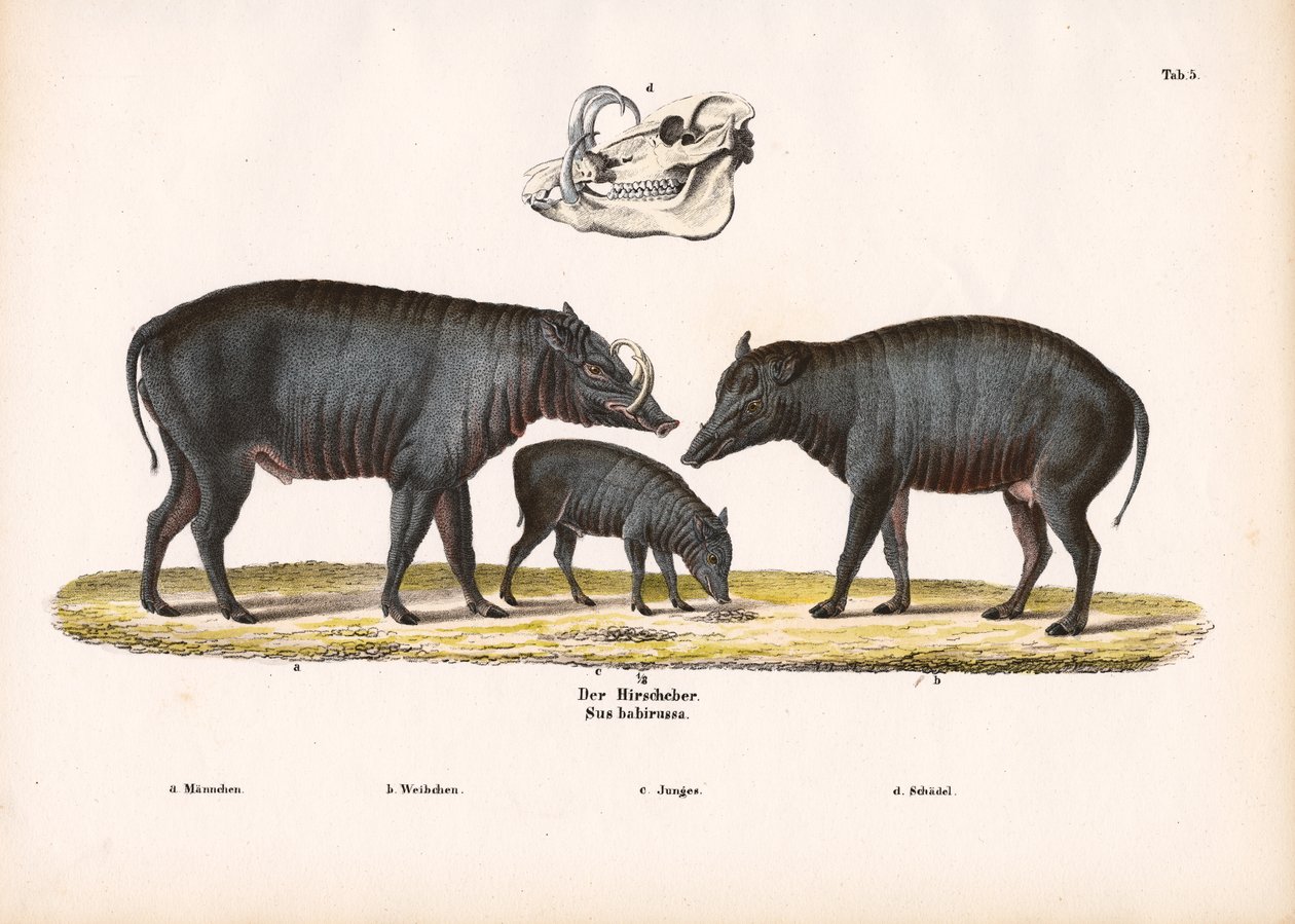 Kafatası Görünümlü Babirusa Ailesi by Conrad Kull