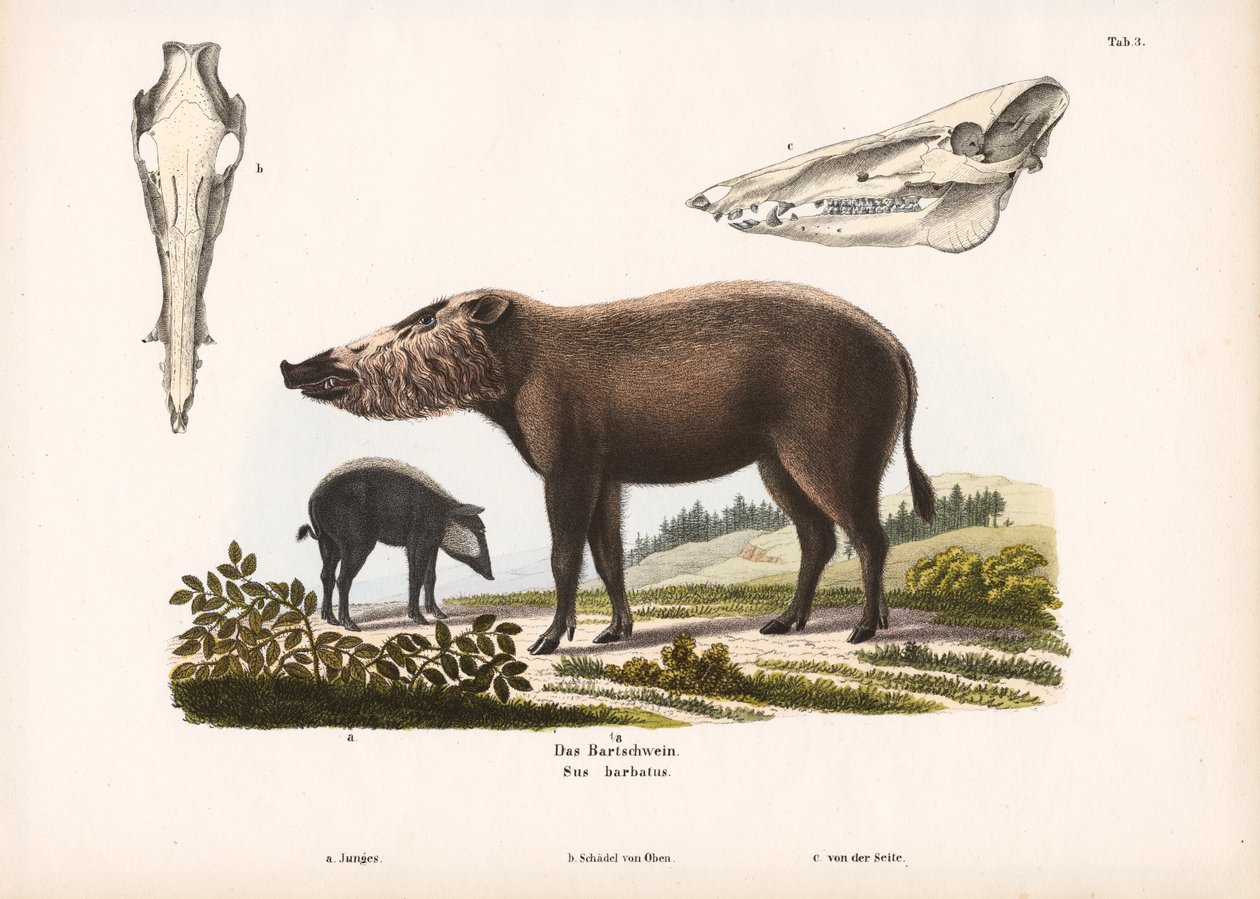Yavru ve Kafatası Görünümleriyle Sakallı Domuz by Conrad Kull
