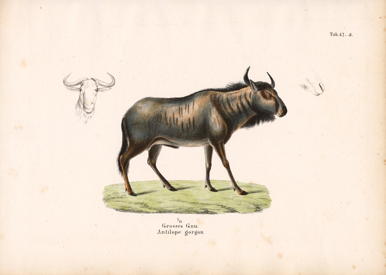 Baş Detaylarıyla Mavi Antilop by Conrad Kull