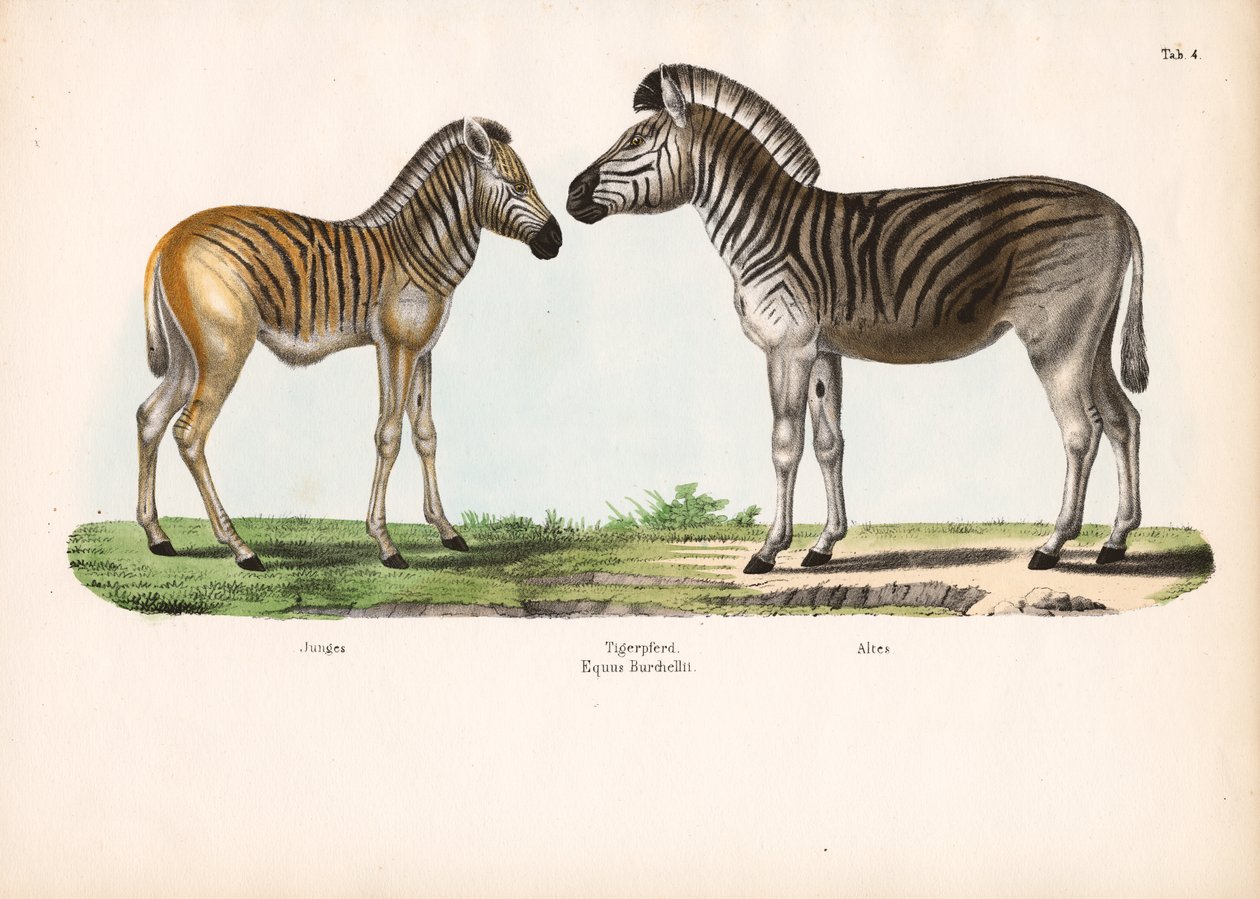 Burchell Zebrası (Kaplan Atı) Farklı Yaşlarda by Conrad Kull