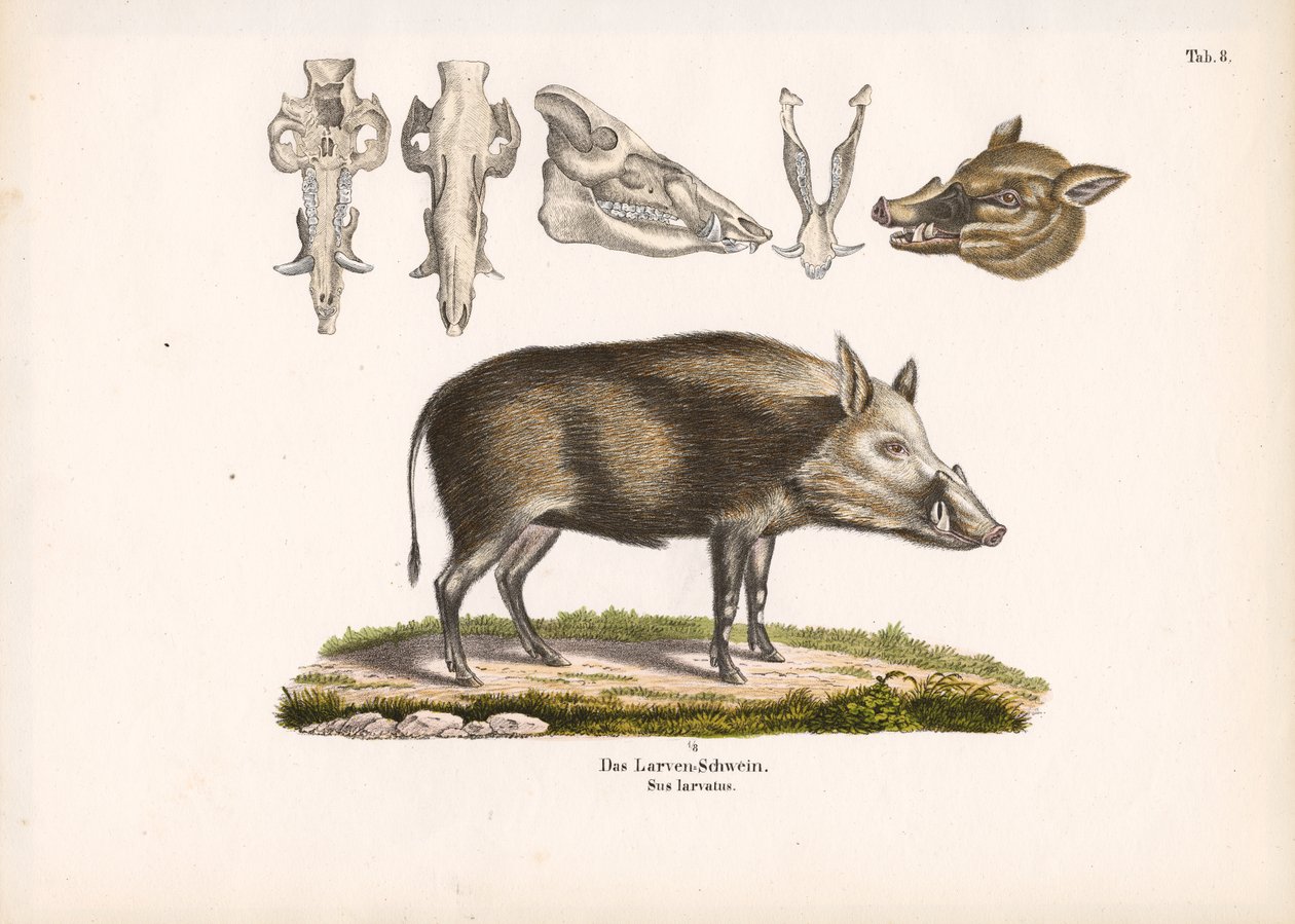 Kafatası Görünümlü Bushpig by Conrad Kull