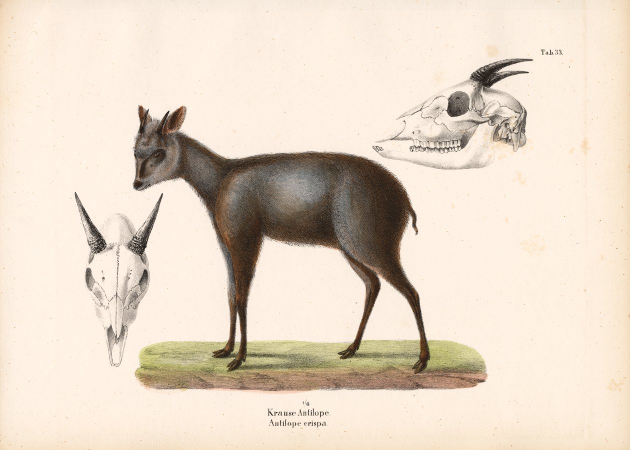 Kafatası temsilleri olan Impala by Conrad Kull
