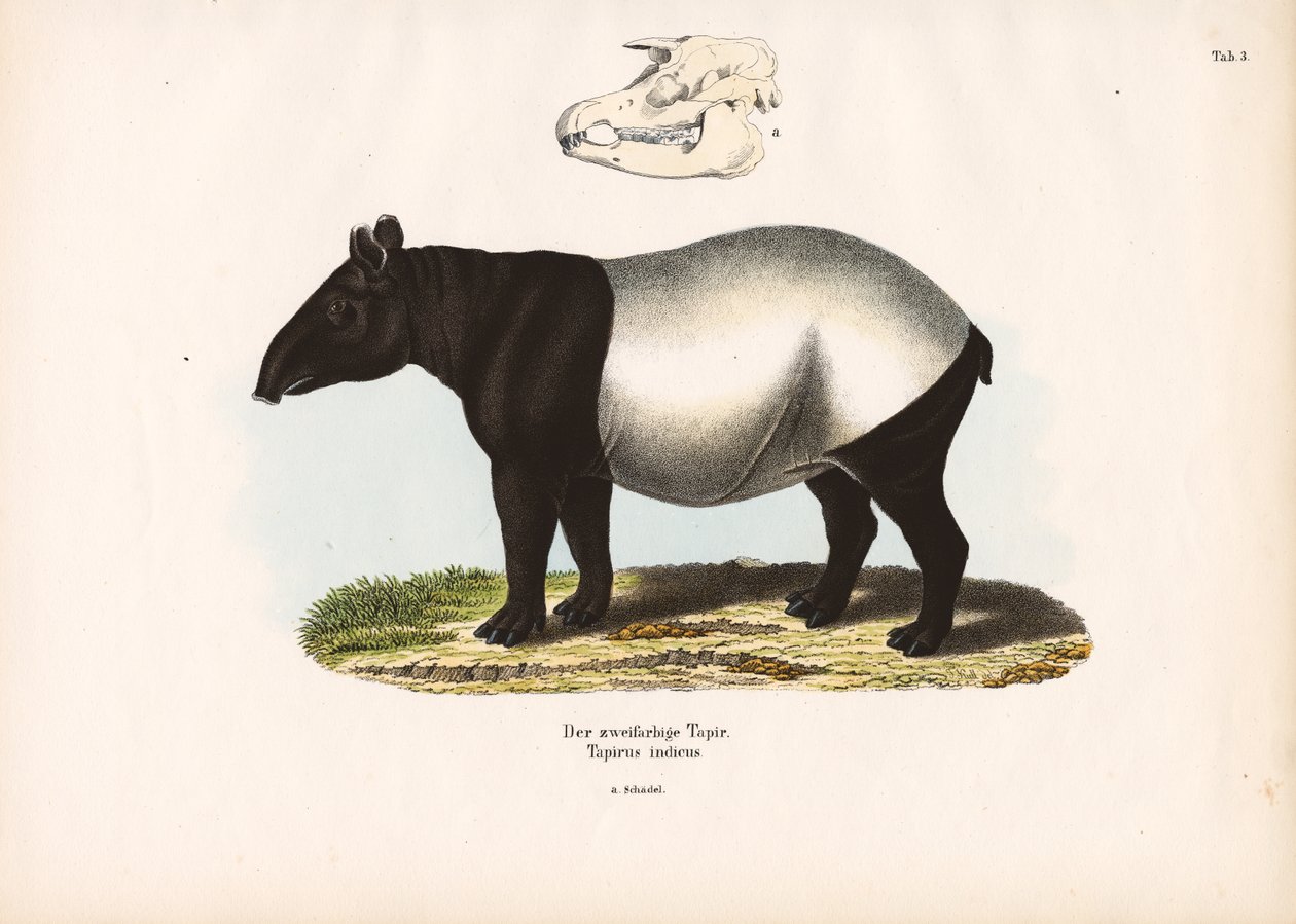 Malaya Tapiri by Conrad Kull