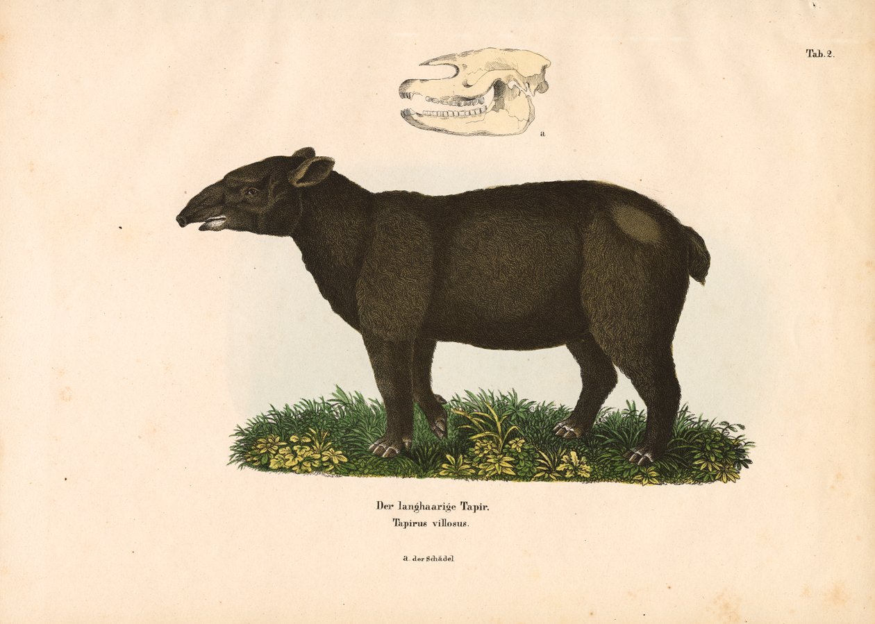 Dağ Tapiri by Conrad Kull