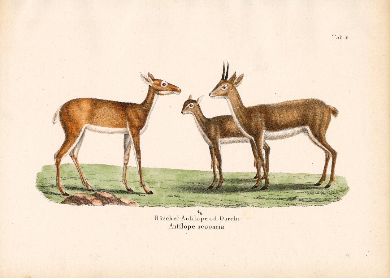 Aile İçinde Oribi Antilopları by Conrad Kull