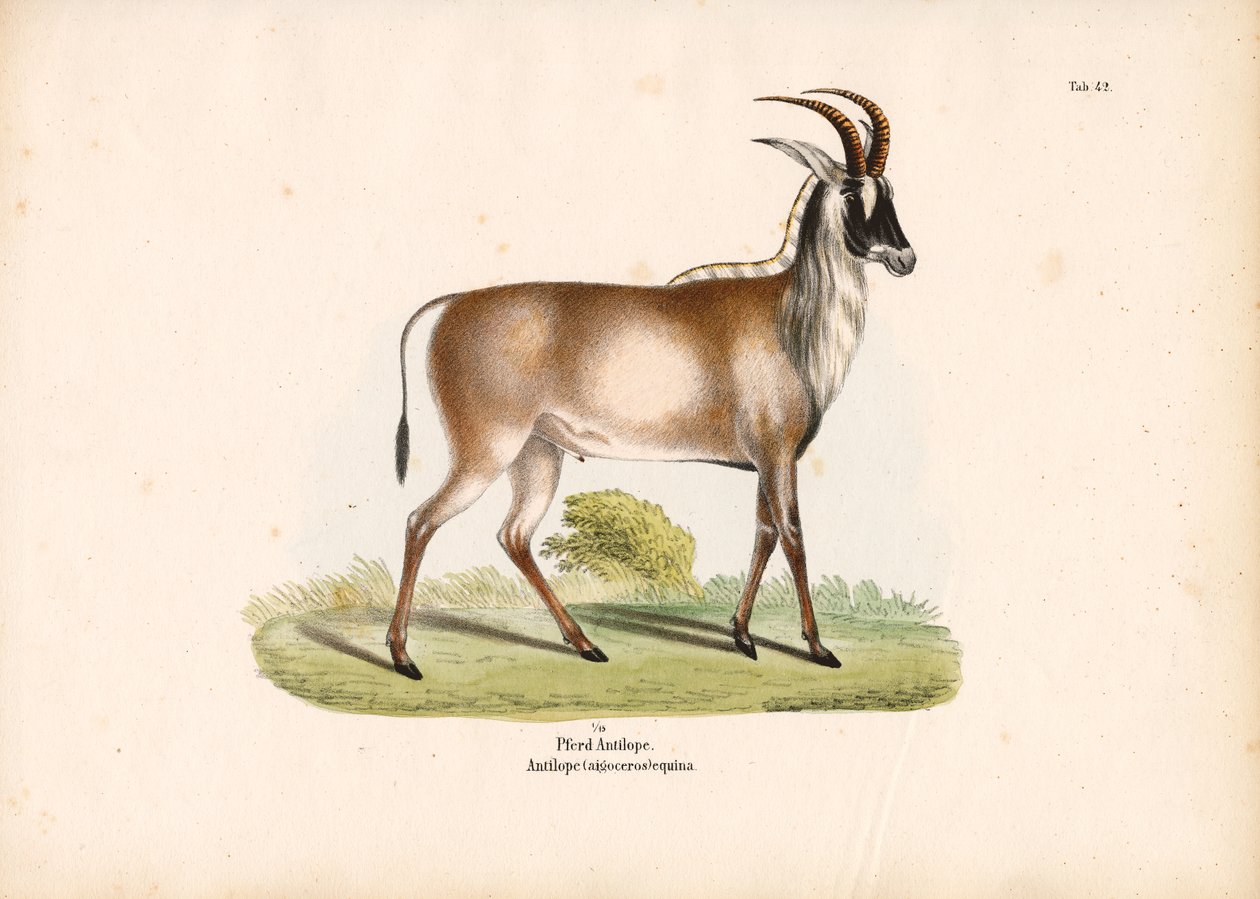 Roan Antilobu by Conrad Kull